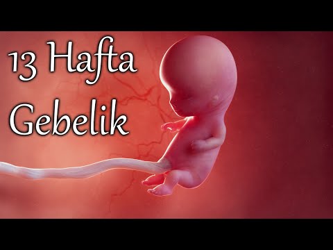 13 haftalık gebelikte neler oluyor . 3 boyutlu olarak 13. hafta gebelik