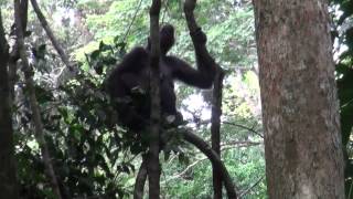 preview picture of video 'Western Lowland Gorillas, Ngaga, Odzala, Congo (Part 2)'