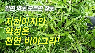 알면 약초 모르면 잡초, 들녁에 지천이지만 약성은 천연 비아그라!