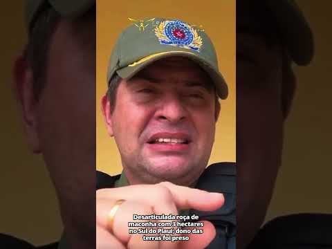 Desarticulada roça de maconha com 3 hectars no Sul do Piauí; Ex-prefeito de Sebastião Barros é preso