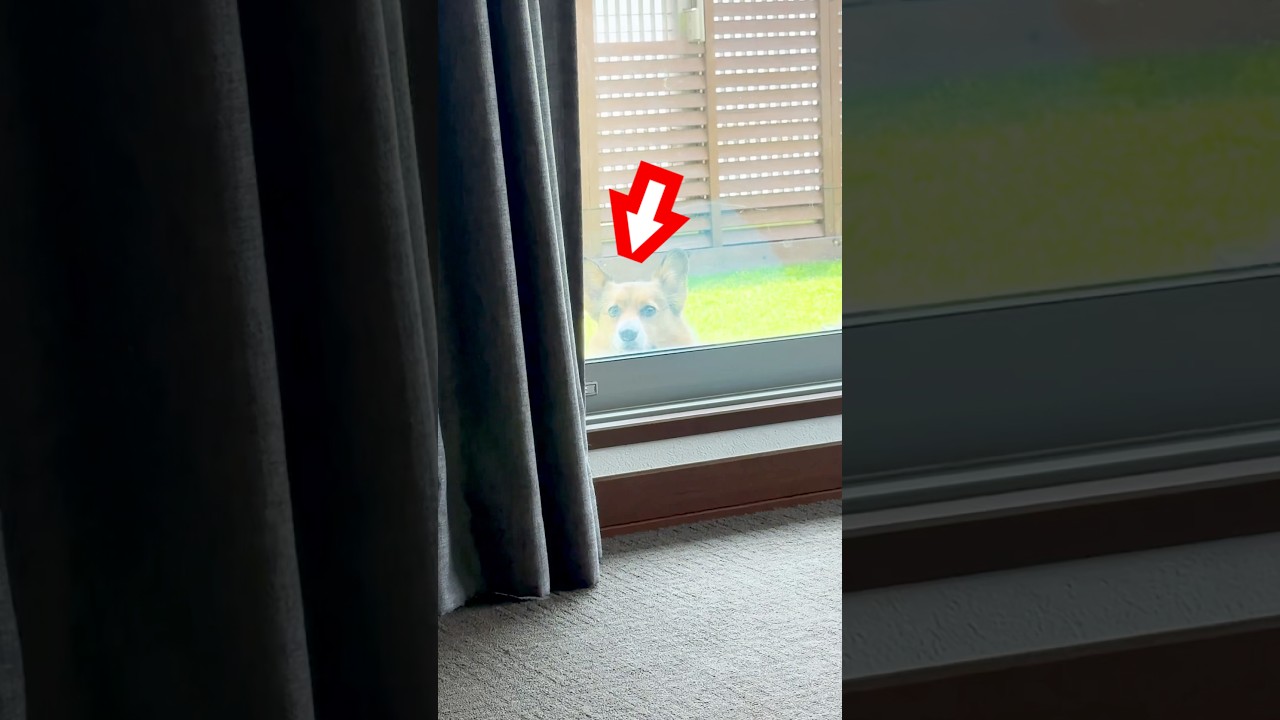 変な場所にいるコーギーが可愛い#shorts  #corgi  #愛犬の日