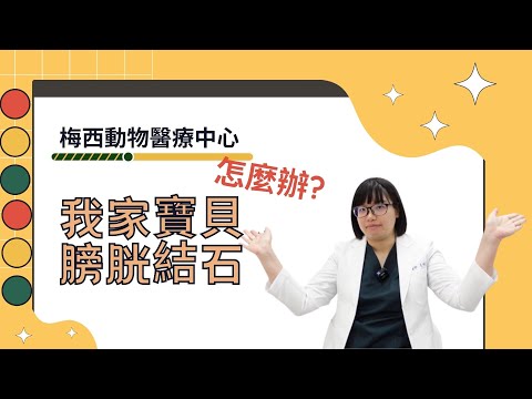狗血尿血塊