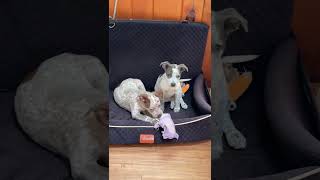 Video preview image #1 Mutt Puppy For Sale in Garden City, NY, USA