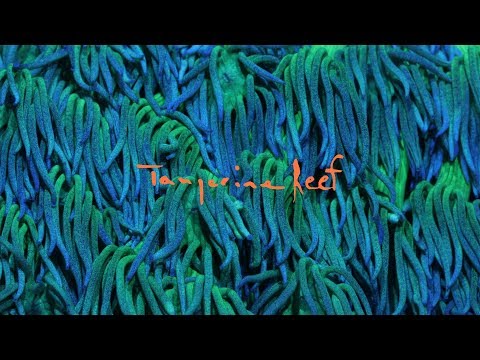 Tangerine Reef - The Audiovisual Album by & Coral Morphologic