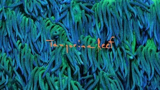 Tangerine Reef - The Audiovisual Album by Animal Collective &amp; Coral Morphologic (Official Film)