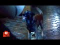 Quarantine 2008 Zombie Dog Attack Scene Movieclips