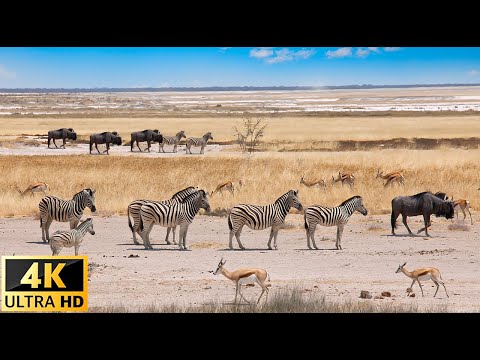 Animal Kingdom 4K - Scenic Wildlife Film With Calming Music | Relaxing Nature In 4K