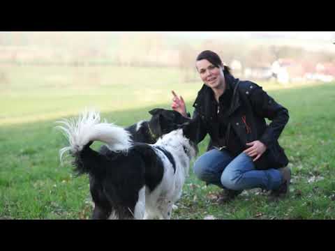 Onlinetraining: Hund lernt sich auf die Seite zu legen