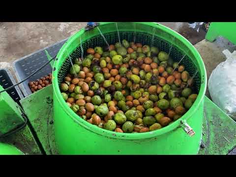 Yılda 2000 Ton Taze Ceviz Soyan İşletme - Kadıoğlu Ceviz Soyma Makinaları