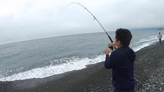 【神奈川県釣り】サーフで青物狙い!!!