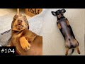Dachshund Compilation Funny And Cute Videos
