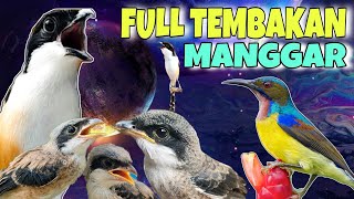 Download lagu MASTERAN CENDET FULL TEMBAKAN KOLIBRI KELAPA / MANGGAR mp3