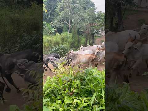 PANAMA COWBOYS! 🇵🇦 Cattleman Life in El Cedro de Macaracas