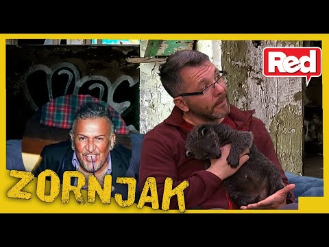 Zornjak - Jako je bitno da se informišemo o kućnim ljubimcima - 11.02.2021. - Red TV