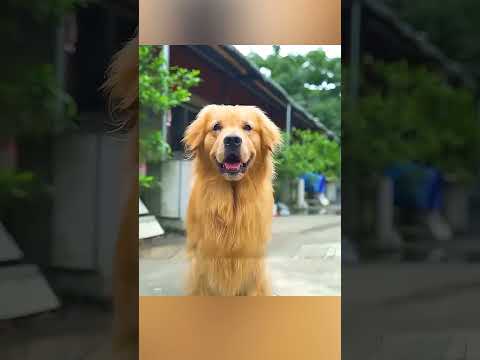 🐶🔥 Il Cane Che Salvò Tutti Dall’Incendio! ❤️🚒