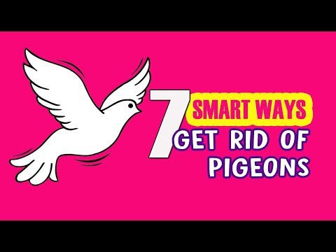YouTube video about: What smell do pigeons hate?