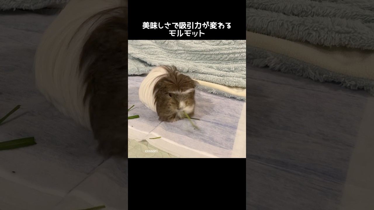 美味しさで吸引力の変わるモルモット