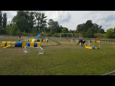 Fram 5th run at Border Collie Classic 2023 (Daniel Walz agility course)