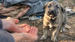 Scared Innocent Puppy Barely Survived After Being Abandoned