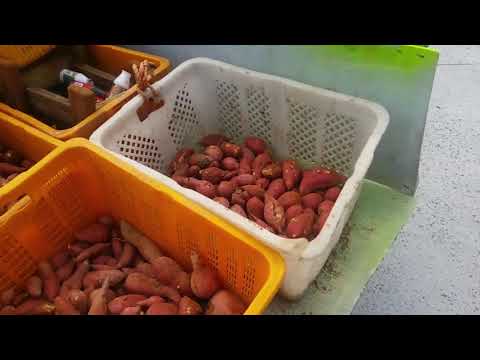 Dari goji berry sebenarnya menurunkan berat badan Aku makan 1.000 kalori dan kehilangan berat badan