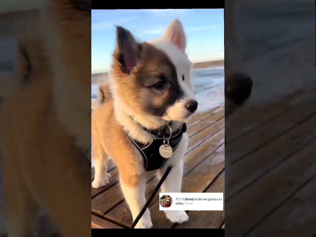 Vídeo relacionado con Anime Ghibli Welsh Corgi Perro Propietario Perros Fan Camiseta