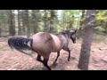 Video 'Horse kicks tree, farts on dogs then runs away.'