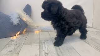 ハーフ犬の動画01