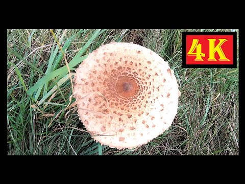 🍄Riesenschirmlinge in unseren stillgelegten Flächen - Parasolpilze und Zitzen-Riesenschirmlinge - 4K