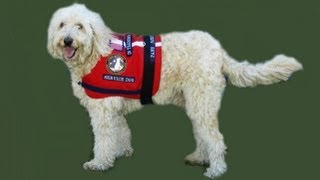 Service dog training sit down stand