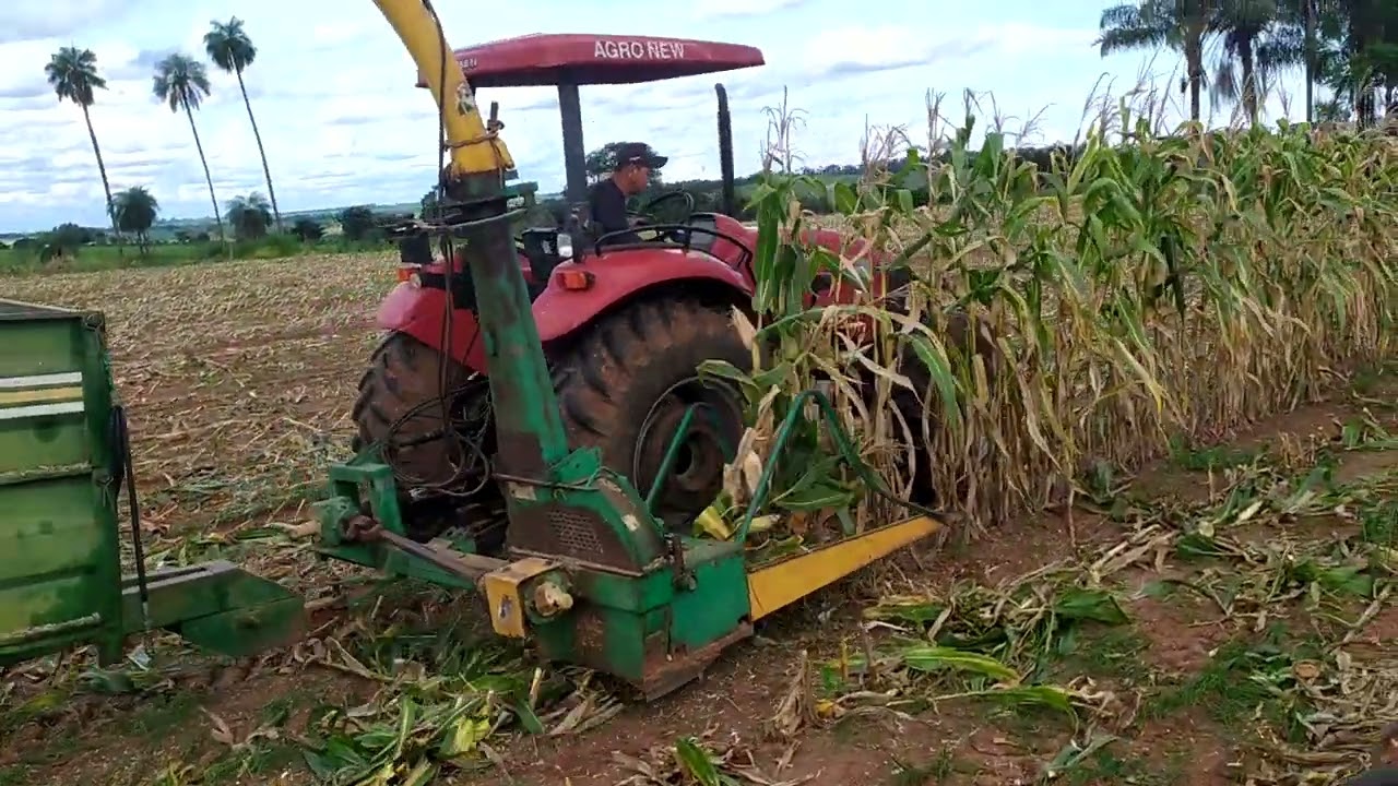 Filmei o corte da última  rua de silagem de milho.