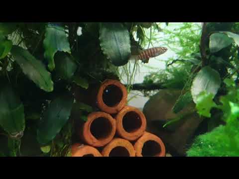 Black tiger dario and rosy loach (New)