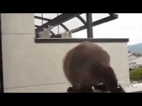 Lustige Tiere scheitern, Sehr Lusitg 2017 //Funny Animals fails HD 2017