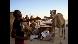 how camel survive