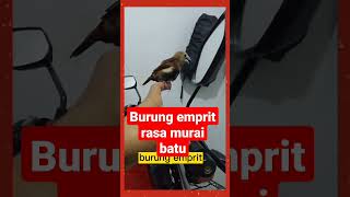 Download lagu burung emprit rasa murai batu#shorts mp3