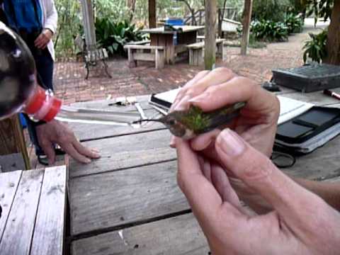 Rufous Hummingbird- Fed by Volunteer