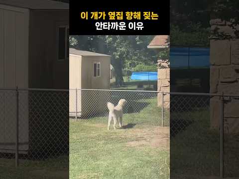 이 개가 옆집 향해 짖는 안타까운 이유