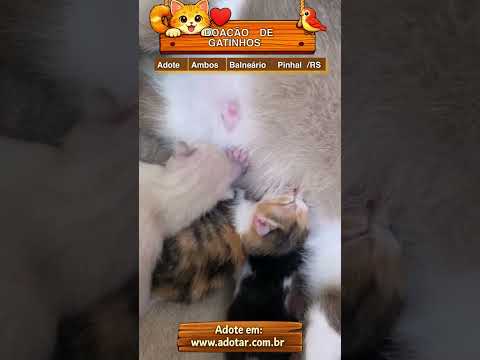 Vídeo de DOAÇÃO DE GATINHOS 