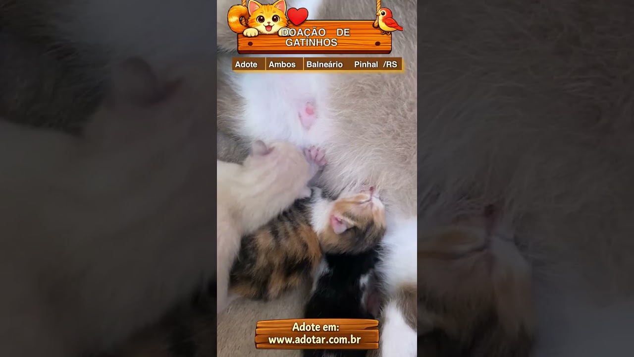 Gato raça SRD-ViraLata idade Abaixo de 2 meses nome DOAÇÃO DE GATINHOS 