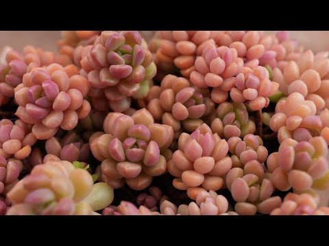 園芸 花を交配して新しい交配種を生み出す