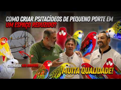 COMO CRIAR PSITACÍDEOS DE PEQUENO PORTE EM UM ESPAÇO REDUZIDO? (Criatório Queiroz)