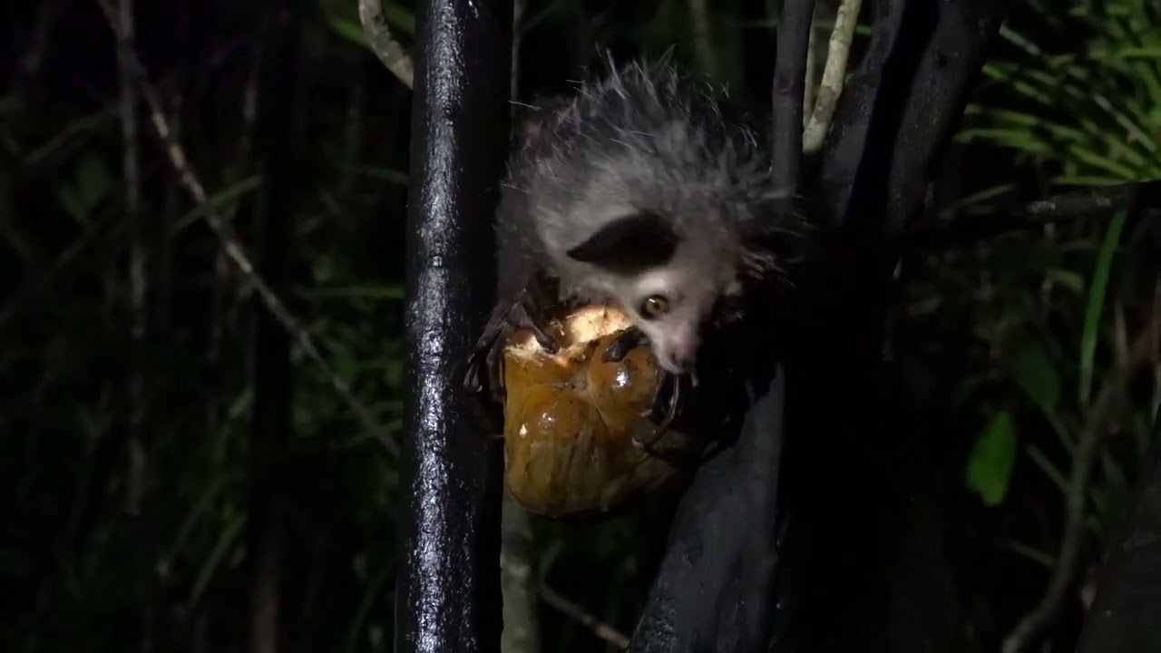 Rare Aye-aye Lemur in Madagascar || ViralHog