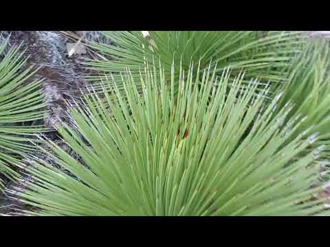 Agave Stricta -  Hedgehog Agave