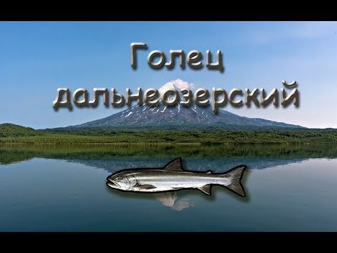 Русская Рыбалка 3.99 (Russian Fishing) Голец дальнеозерский