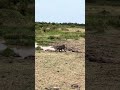 A Crocodile Snatches A Baboon