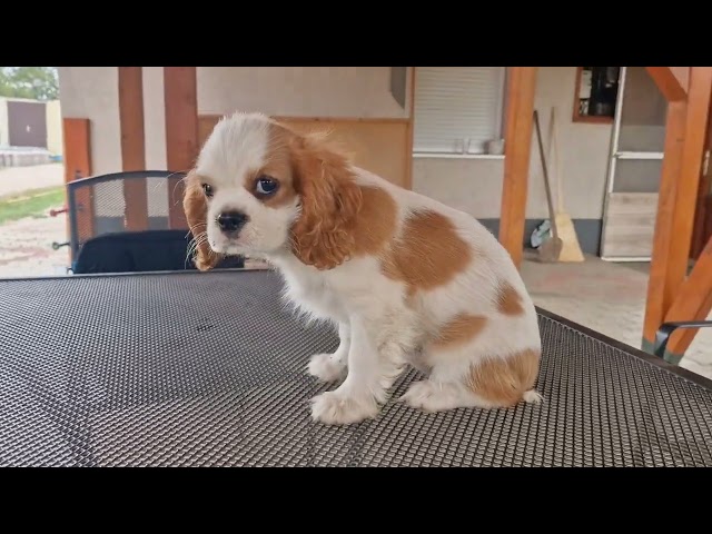 Cavalier King Charles Spaniel puppy for sale