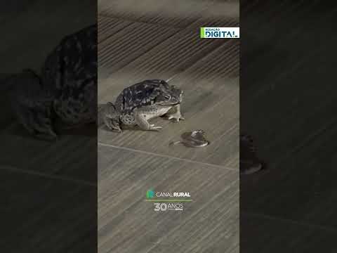 Cena mostra sapo engolindo cobra em cidade de Minas Gerais
