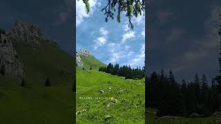 スイス🇨🇭ハイキング中見られるうっしーの大行列🐮　　　Switzerland Mountain Hiking 🥾 11 July 2024