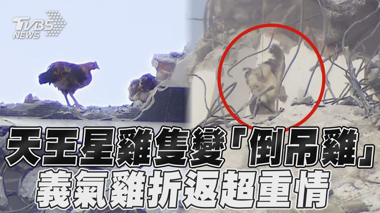 影音/天王星雞隻慘變「倒吊雞」 「義氣雞」逃離又折返超重情