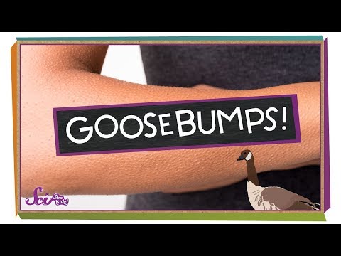 Why Do We Get Goosebumps?