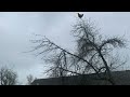 5 Hours Of Silence Occasionally Broken Up By A Chicken On A Tree Screaming
